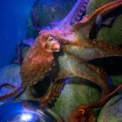 New York Aquarium: Entry Ticket - photo 3