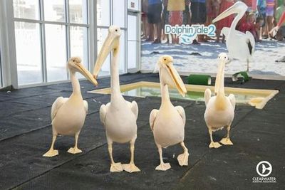 Clearwater Marine Aquarium: Entry Ticket - photo 3