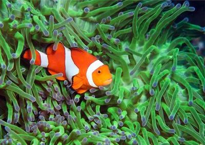 Aquarium of Cattolica: Fast Track Ticket - photo 3