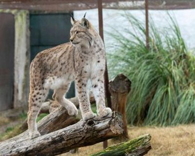 Zoo Koki: Entry Ticket - photo 3