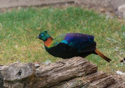 Zoo Koki: Entry Ticket - photo 4