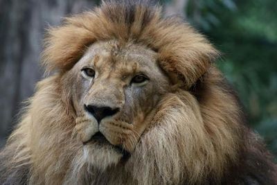 Pistoia Zoological Garden: Fast Track Ticket - photo 4