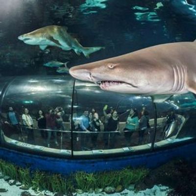Barcelona Aquarium: Flexi-Ticket - photo 3