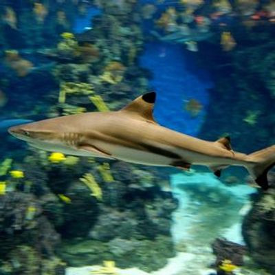 Barcelona Aquarium: Flexi-Ticket - photo 4