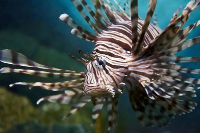 Oniria Aquarium: Entry Ticket - photo 4