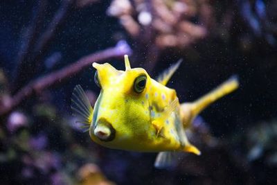 Oniria Aquarium: Entry Ticket - photo 3