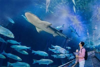 Aquarium of the Bay: Entry Ticket - photo 3