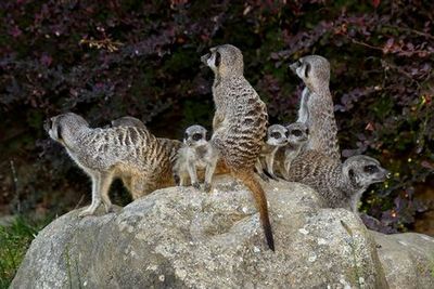 Cologne Zoo & Aquarium: Entry Ticket - photo 4