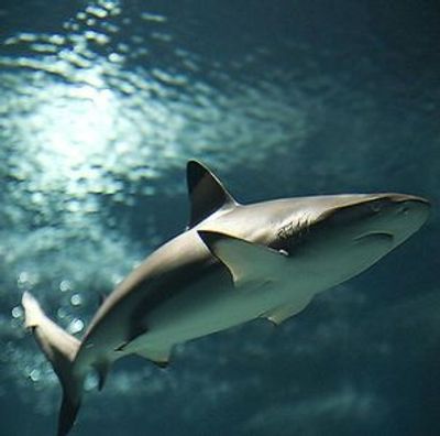 Lanzarote Aquarium: Skip The Line Ticket - photo 3