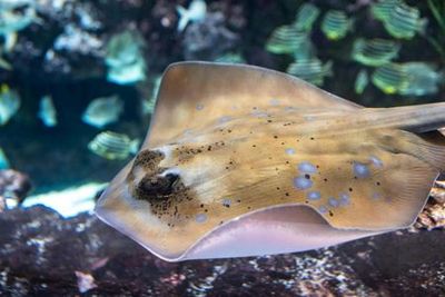 Seattle Aquarium: Entry Ticket - photo 4