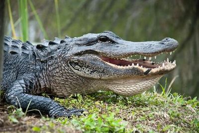 Everglades: 40-Minute Airboat Ride & Animal Sanctuary Admission - photo 3