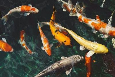 Dubai Butterfly Garden: Entry Ticket - photo 3