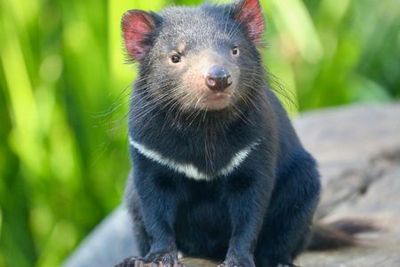 Australian Reptile Park: Entry Ticket - photo 3