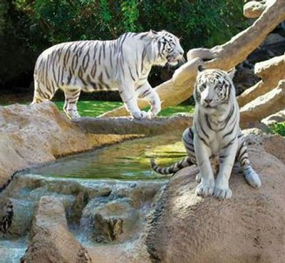 Loro Parque: Entry Ticket + Transport - photo 3