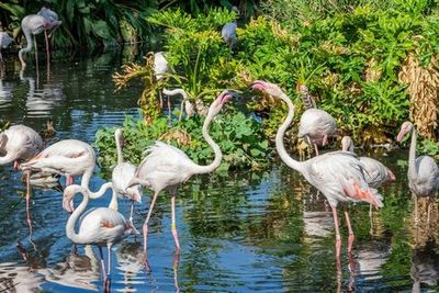 Phoenix Zoo: Entry Ticket - photo 4