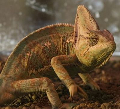 Crocodile Park Torremolinos: Entry Ticket - photo 4