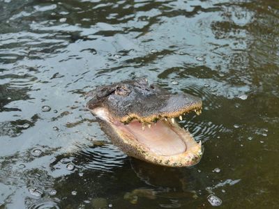 Crocodile Park Torremolinos: Entry Ticket - photo 3