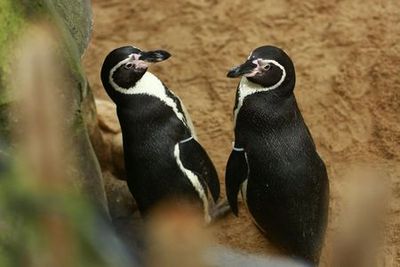 SEA LIFE Blankenberge: Entry Ticket - photo 3