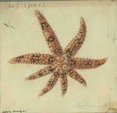 Aquarium of Naples: Entry Ticket - photo 3