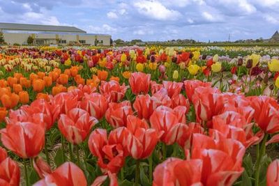 Amsterdam: Tulip Farm Entry + Flower Parade VIP with Transport - photo 4