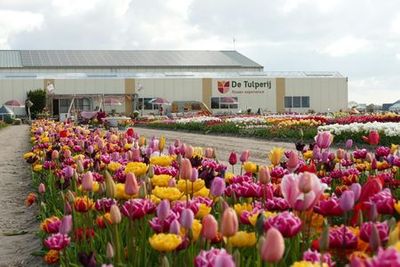 Amsterdam: Tulip Farm Entry + Flower Parade VIP with Transport - photo 3