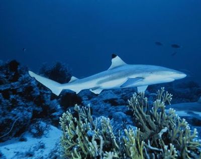 SEA LIFE Great Yarmouth: Entry Ticket - photo 3