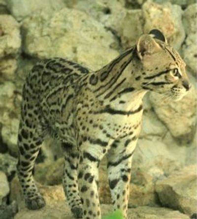 Croco Cun Zoo: Fast Track Ticket - photo 4