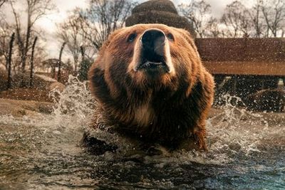 Toledo Zoo & Aquarium: Entry Ticket - photo 3