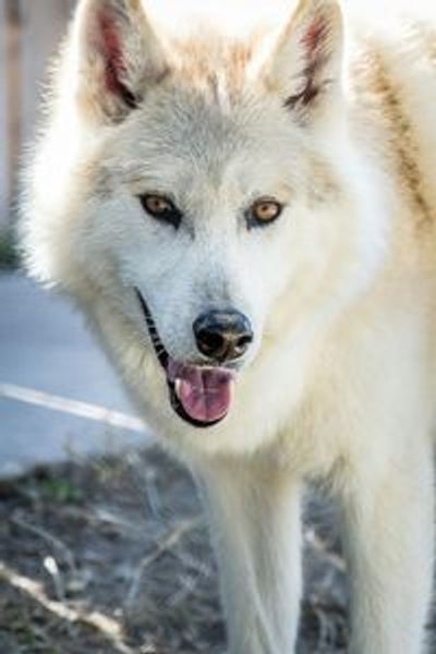 Austin Zoo: Skip The Line Ticket - photo 3