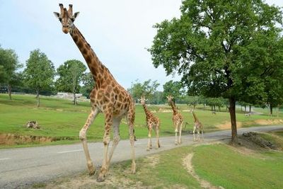 Pombia Safari Park: Entry Ticket - photo 3