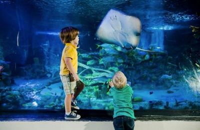 SEA LIFE Orlando & Madame Tussauds: Entry Ticket + Digital Photo - photo 3