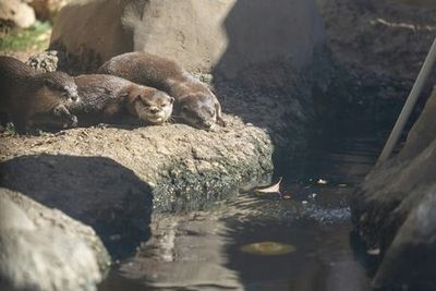 Sea Life Benalmádena: Premium Entrance - photo 4