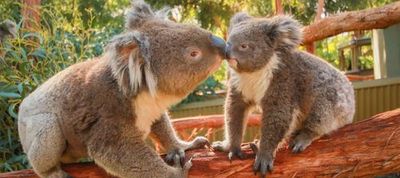 Ballarat Wildlife Park: Entry Ticket - photo 4