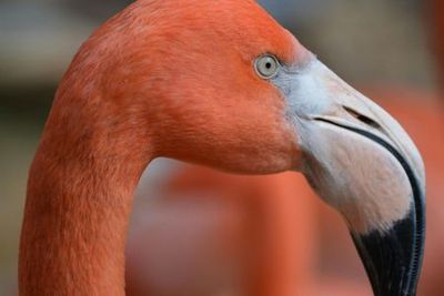 ZOA Parc: Entry Ticket - photo 4