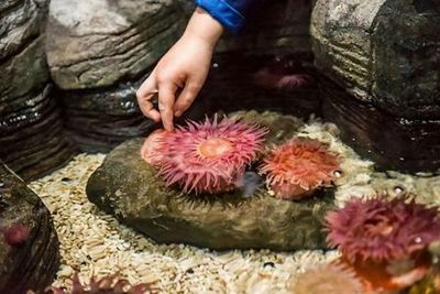 SEA LIFE Arizona: Entry Ticket - photo 3