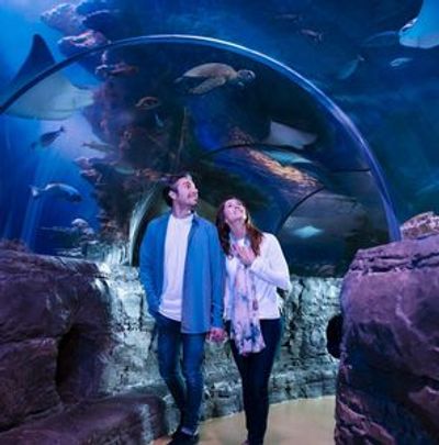 SEA LIFE Kansas City: Entry Ticket - photo 4