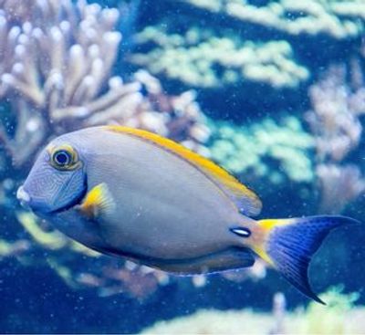 SEA LIFE Charlotte-Concord: Entry Ticket - photo 4