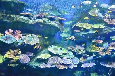 SEA LIFE Bangkok Ocean World: Entry Ticket - photo 4