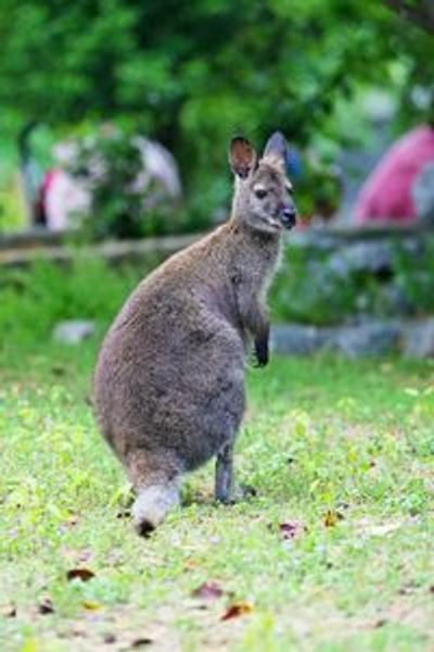 FyZoo: Entry Ticket - photo 4