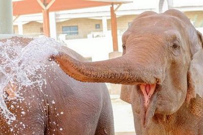 Emirates Park Zoo: Entry Ticket - photo 3