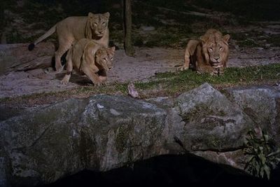 Singapore Night Safari: Entry Ticket + Roundtrip Transport - photo 3