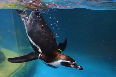 COEX Aquarium: Entry Ticket - photo 3