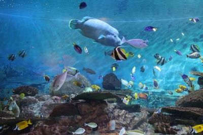 COEX Aquarium: Entry Ticket - photo 4