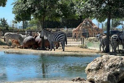 Safari Ravenna Entry Ticket - photo 3