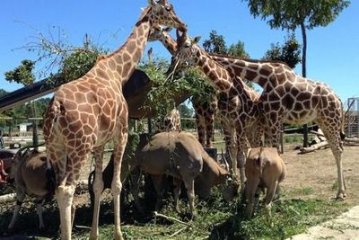 Safari Ravenna Entry Ticket - photo 4