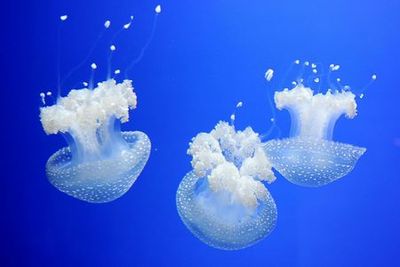 Genoa Aquarium: Entry Ticket + Street Food Tasting - photo 4