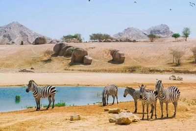 Al Ain Zoo: Entry Ticket - photo 3