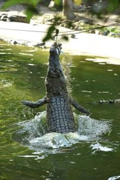 Crocodile Adventureland Langkawi: Entry Ticket - photo 3