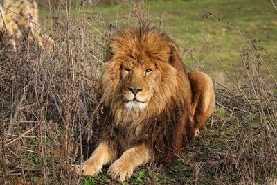 Lumigny Safari Reserve & Terre de Singes: Entry Ticket - photo 4