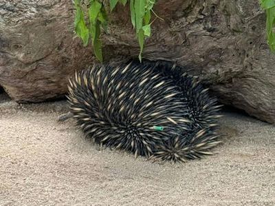 Kuranda Koala Gardens: Entry Ticket - photo 3